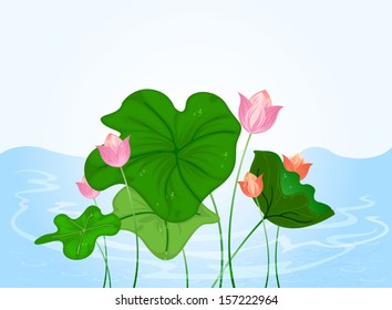 Beautiful water lily