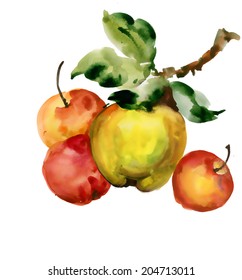 Beautiful watercolor apples illustration on white background, vector