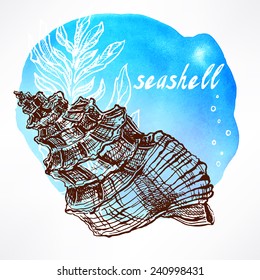 Beautiful watercolor background with hand-drawn seaweed and shell