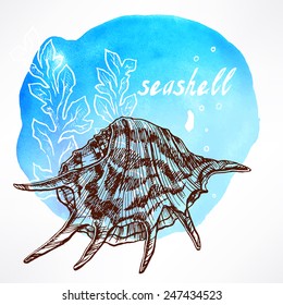 Beautiful watercolor background with hand-drawn seaweed and shell