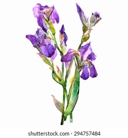 Beautiful watercolor flower. Vector illustration.  Can be used as greeting card, invitation card for wedding, birthday and other holiday and summer background.