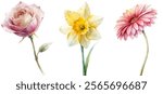 Beautiful watercolor flowers, delicate rose, vibrant daffodil, soft pink gerbera, floral art, nature illustration.