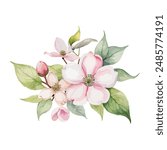 beautiful Watercolor flowers Dogwood Blossom. vector illustration