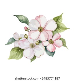 Hermosa acuarela flores Dogwood Blossom. Ilustración vectorial