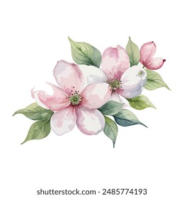 beautiful Watercolor flowers Dogwood Blossom. vector illustration