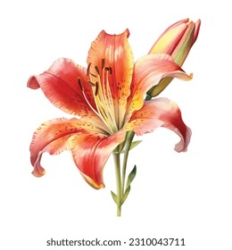 Beautiful watercolor flowers red and orange lilies .Royal pink lilies, branches with flowers and leaves, buds. Flowers on a white background.