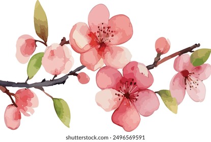 beautiful Watercolor flowers Simple Cherry Blossoms Branch, vector illustration