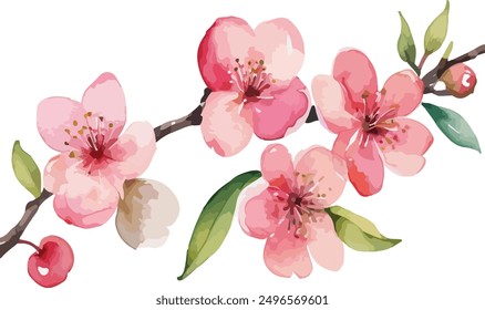 beautiful Watercolor flowers Simple Cherry Blossoms Branch, vector illustration