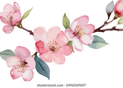 beautiful Watercolor flowers Simple Cherry Blossoms Branch, vector illustration