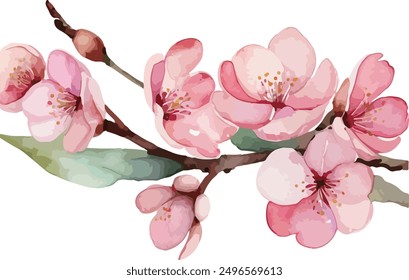 beautiful Watercolor flowers Simple Cherry Blossoms Branch, vector illustration