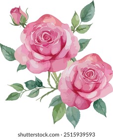 beautiful Watercolor flowers Simple pink rose, vector illustration