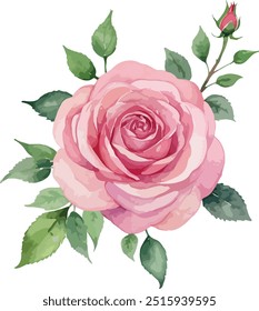 hermosas flores de acuarela Rosa simple rosa, Ilustración vectorial