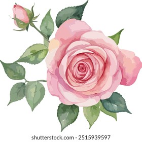 beautiful Watercolor flowers Simple pink rose, vector illustration