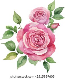 beautiful Watercolor flowers Simple pink rose, vector illustration