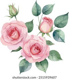 beautiful Watercolor flowers Simple pink rose, vector illustration