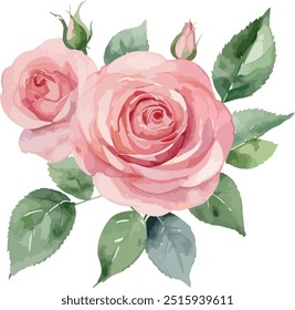 beautiful Watercolor flowers Simple pink rose, vector illustration