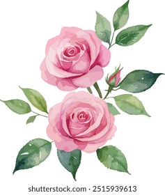 hermosas flores de acuarela Rosa simple rosa, Ilustración vectorial