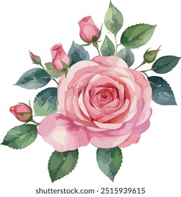 beautiful Watercolor flowers Simple pink rose, vector illustration