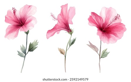 A beautiful watercolor illustration featuring three pink hibiscus flowers with delicate petals and green leaves. Perfect for botanical prints, invitations, and tropical-themed decor