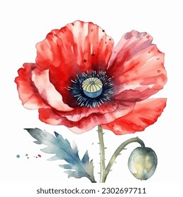 Beautiful watercolor illustration Poppy flower isolated on white background