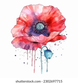 Beautiful watercolor illustration Poppy flower isolated on white background