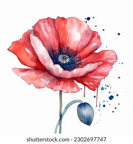 Beautiful watercolor illustration Poppy flower isolated on white background