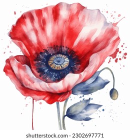 Beautiful watercolor illustration Poppy flower isolated on white background