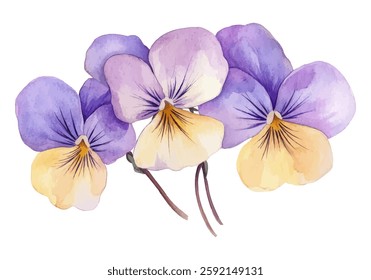 Beautiful watercolor illustration of purple and yellow pansy flowers on a white background. Delicate floral artwork perfect for prints, cards, and decor