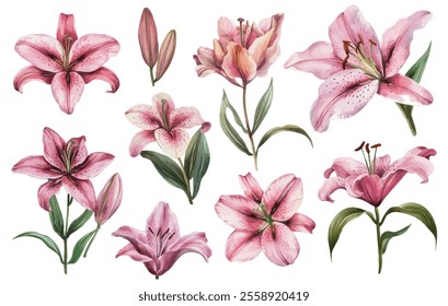 Beautiful watercolor illustrations of pink lilies with detailed petals, leaves, and buds. A delicate floral collection for creative projects.
