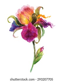 Beautiful watercolor iris flower. Watercolor floral illustration.