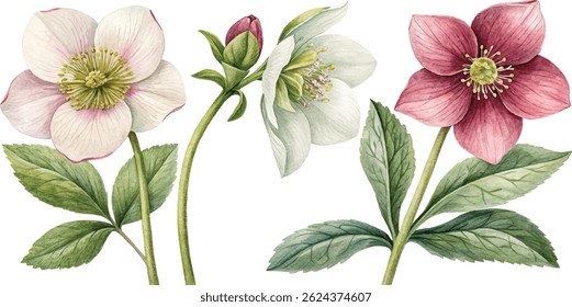 Beautiful watercolor painting of three hellebore flowers in different colors. Botanical illustration, perfect for cards or prints.