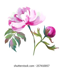 Beautiful watercolor peony vector isolated on the white background