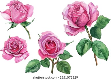 Hermosa acuarela rosa rosa Clipart