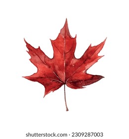 Beautiful watercolor red maple leaf Canada day white background.