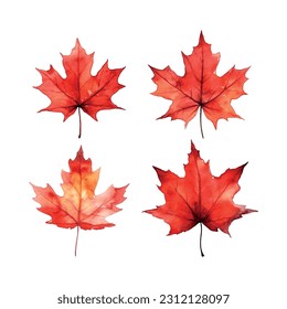 Beautiful watercolor red maple leaf Canada day white background.