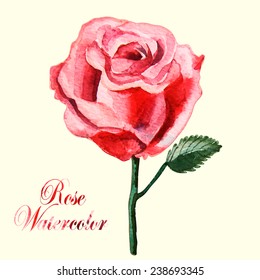 Beautiful watercolor rose on a white background. Vector. Illustration