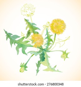 Beautiful Watercolor vector Dandelion