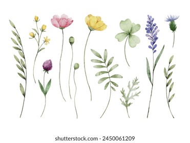 Beautiful Watercolor Wild Flowers Elements	