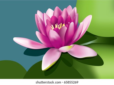 Beautiful waterlily on water