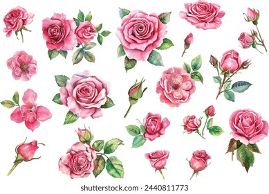 Beautiful wedding pink rose flowers watercolor elements set