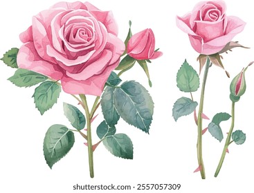 Beautiful wedding pink rose flowers watercolor