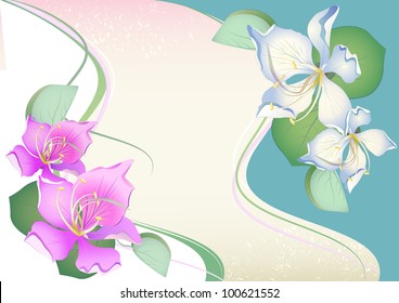 beautiful while and pink tropical flowers and leaves on elegant background