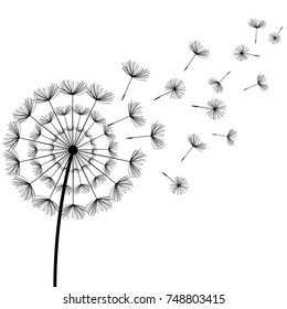 Beautiful white background with stylized black dandelion blowing. Floral stylish trendy wallpaper with summer or spring flowers and flying fluff. Modern backdrop. Vector illustration