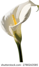 Beautiful white calla lily flower on a stem
