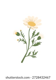 Beautiful white chamomile flower with green leaves. Daisy branch isolated. Stylized botanical illustration for organic cosmetics packaging, herbal tea design, medicine or spring floral themes.