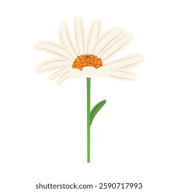 Beautiful white chamomile flower with a yellow center, one leaf on the stem, isolated on white