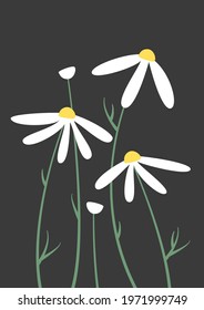 Beautiful white chamomiles wallpaper, background. Vector floral illustration on dark background. Print for card, cover, fabric, textile.