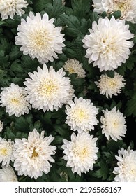 Beautiful white chrysanthemum flowers at the garden in the morning