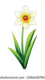 Beautiful white daffodil flower with leaves. Vector cartoon illustration