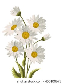 Beautiful white daisies on white background. Floral vector background.